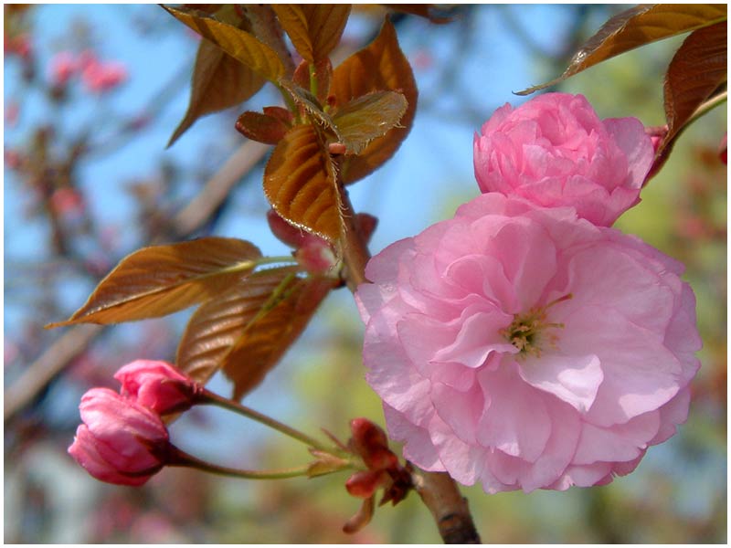 sentimental photo of a flower in Central Park