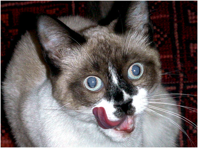 oulu the tireless kitty. click to go back.