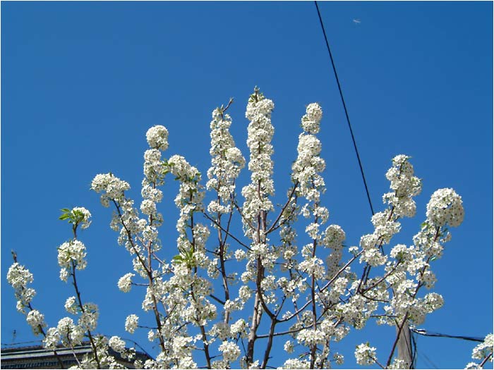 This tree grows in brooklyn