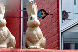 bunnies displayed