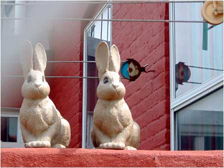 bunnies displayed